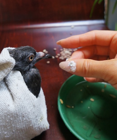 育児放棄された鳩の赤ちゃん のヘルプ Popo のヨーロッパ生活