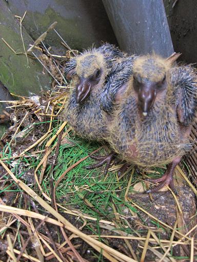 鳩の赤ちゃん日記 雨避けの設置 Popo のヨーロッパ生活