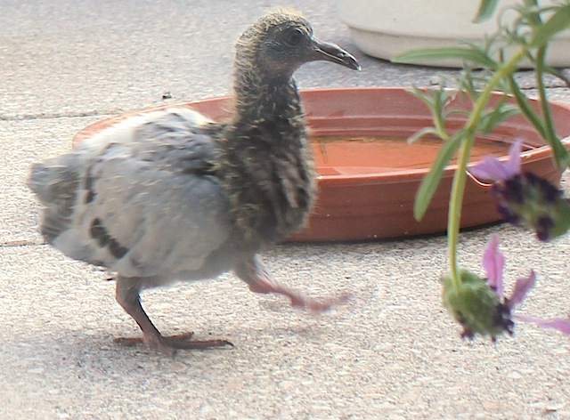 育児放棄された鳩の赤ちゃん のヘルプ Popo のヨーロッパ生活